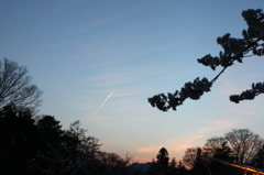 飛行機雲と桜