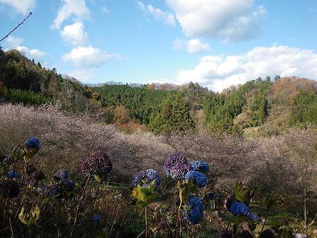 紅葉に寒桜と紫陽花