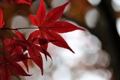紅　葉
