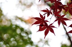 紅　葉