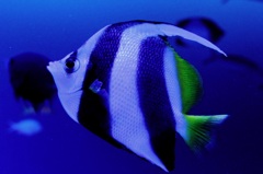 縞々魚