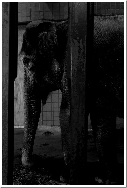 Elephant