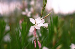 白い花