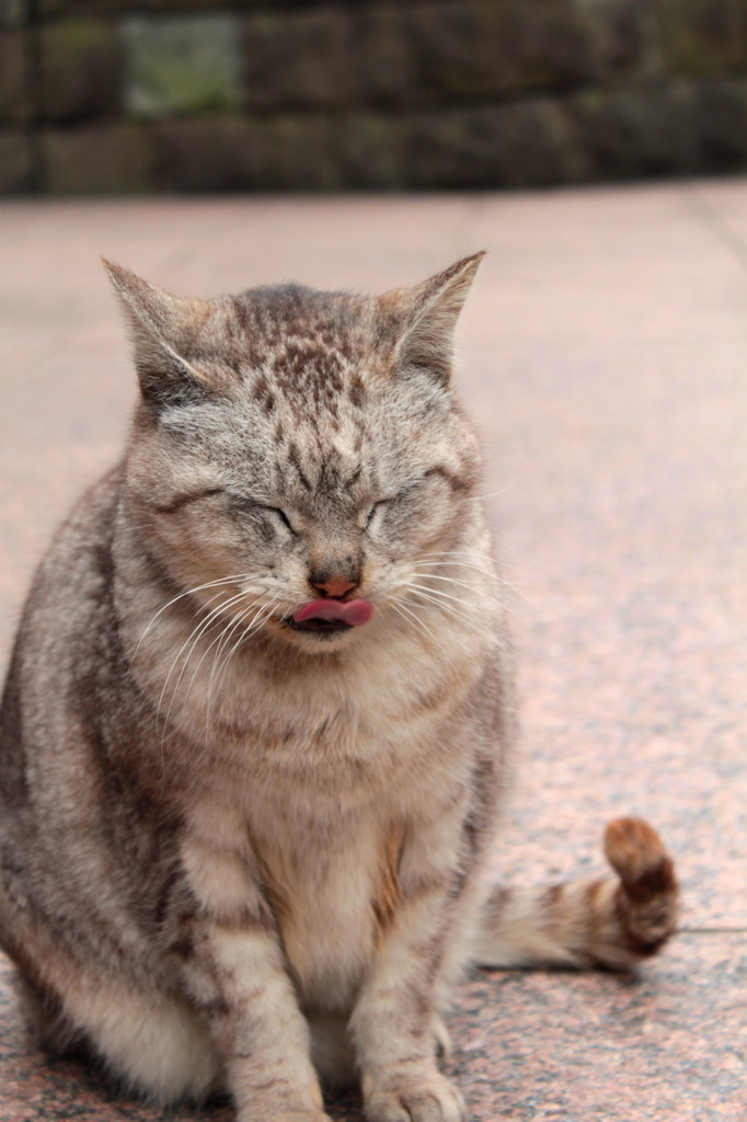 ふわふわだにゃ