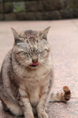 ふわふわだにゃ
