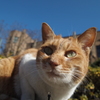 街猫