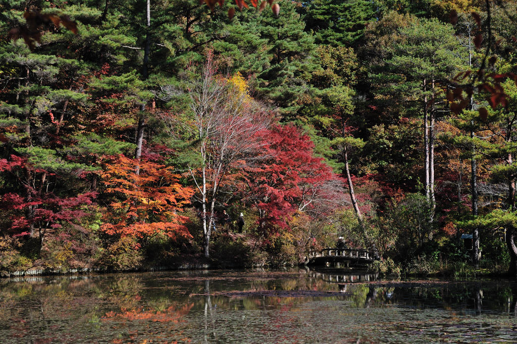 池塘の紅葉