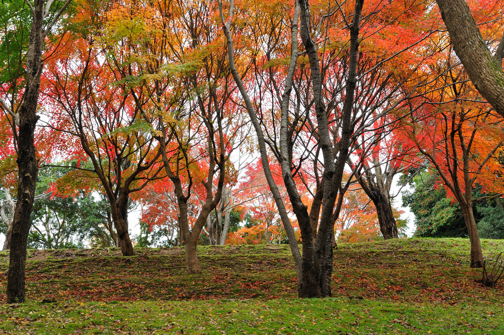 イロハ紅葉の丘