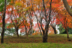 イロハ紅葉の丘