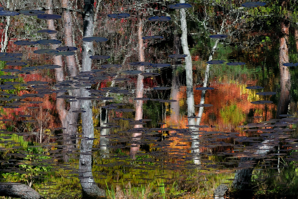 水面の紅葉影