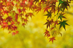 お散歩コースの紅葉