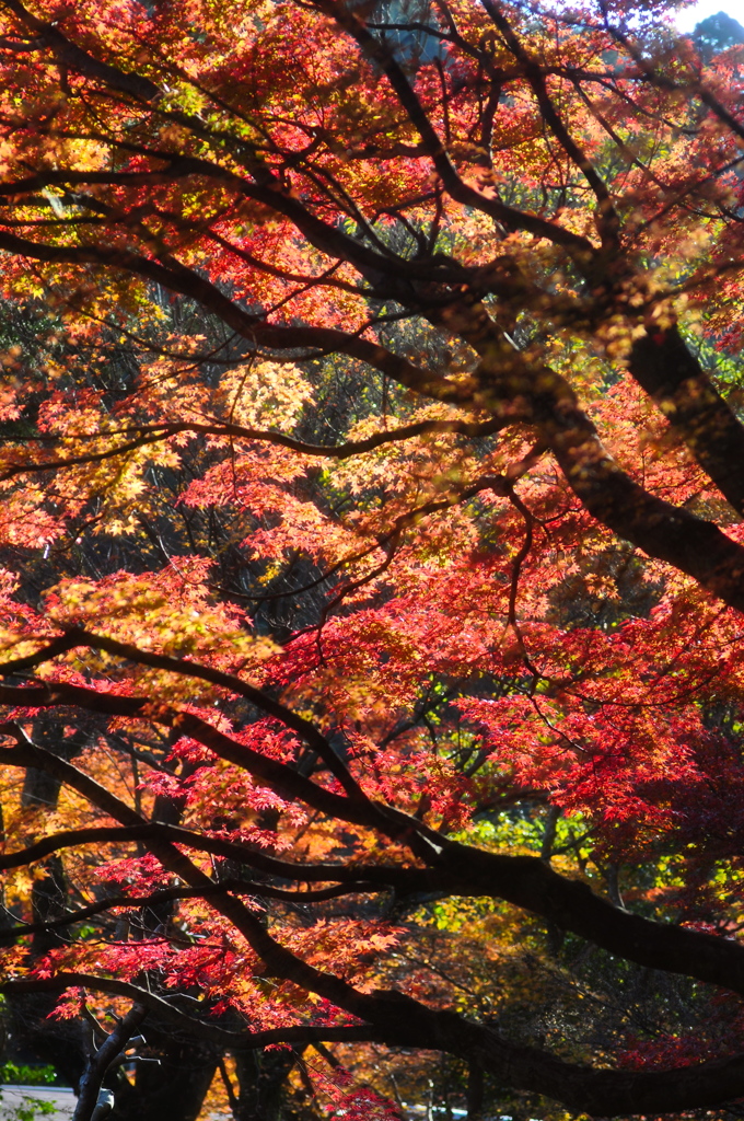 光る紅葉　影の枝