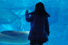 sea lion