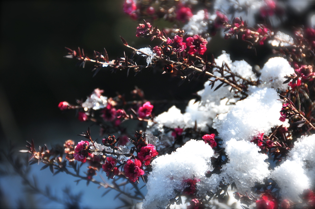 檉柳梅と雪