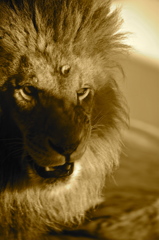 lion