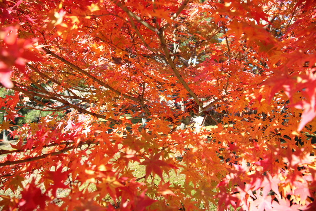 紅葉ｇalaxy
