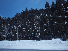 雪壁と林