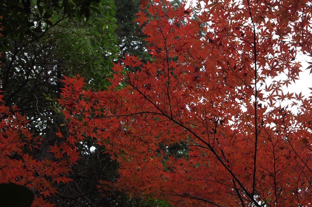 紅葉