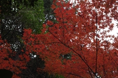 紅葉