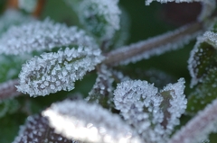 sugar leaf