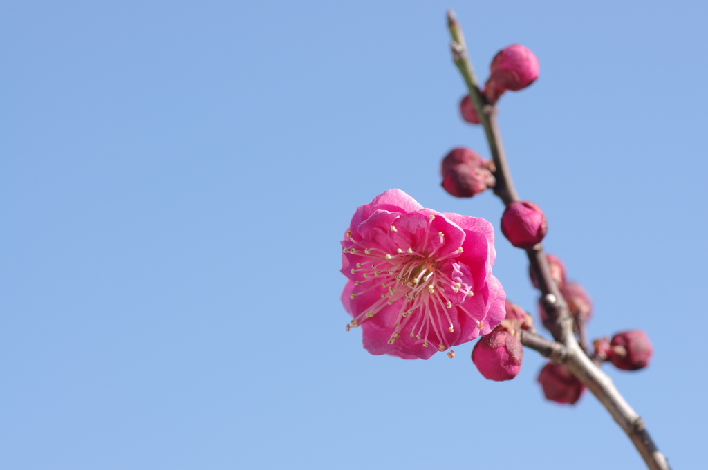 紅梅