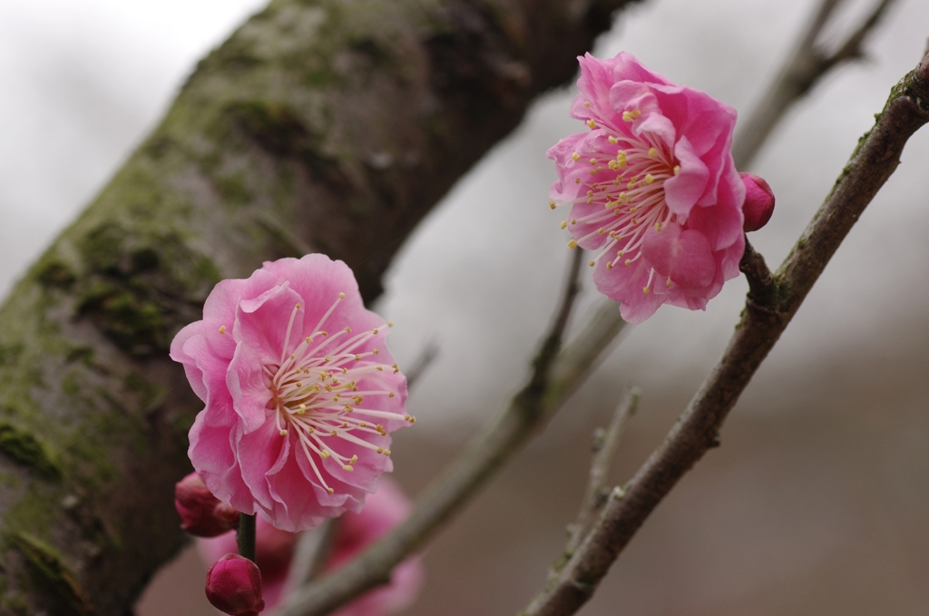 春告草
