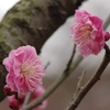 春告草