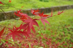 赤と緑