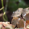 water quartz