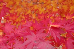 華やかに