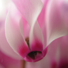 花の妖精