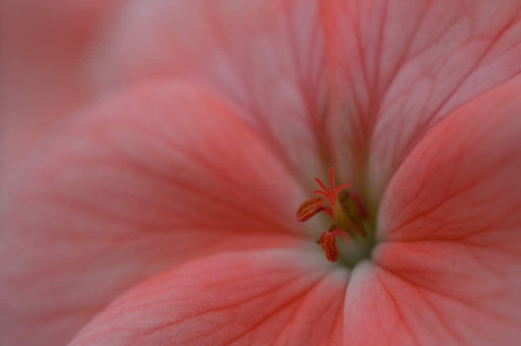 pink time