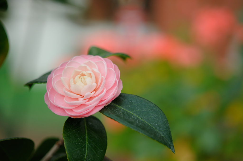 美人な花