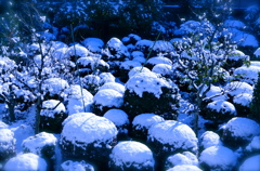 white mashroom