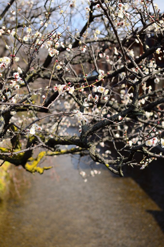 京都の梅