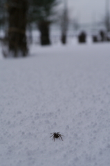 真冬の蜘蛛