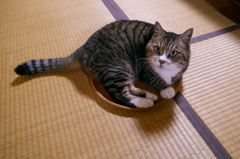 猫ルンバ