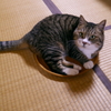 猫ルンバ