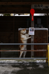 秋田犬のナナ