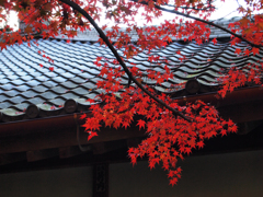 屋根紅葉