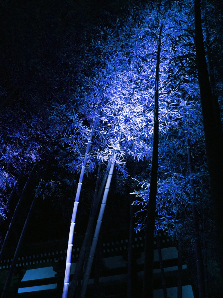 竹林の誘惑