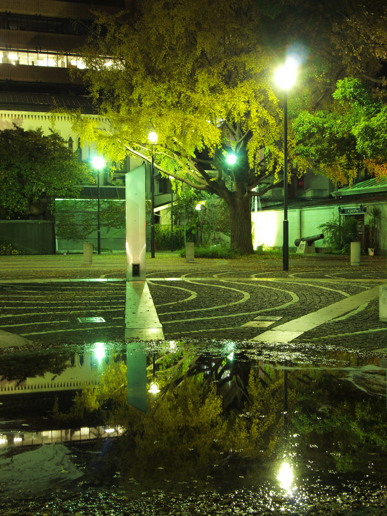 水面銀杏