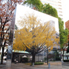閉じ込められた銀杏