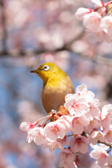 春のかおり