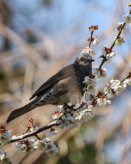 野鳥撮影