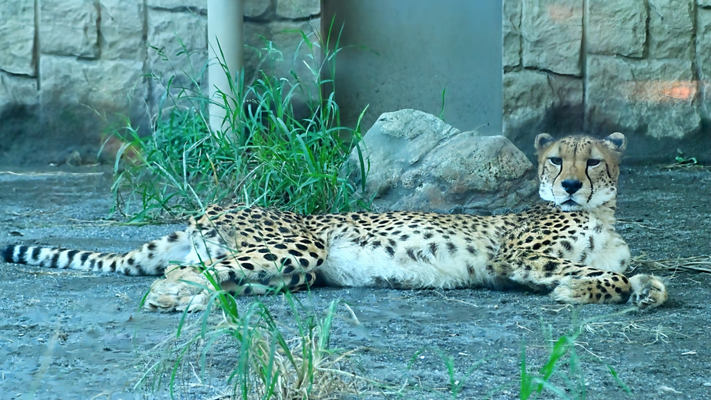 チーター