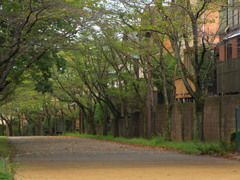 街路