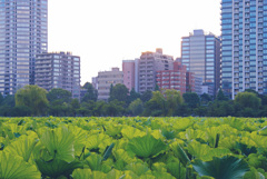 不忍池