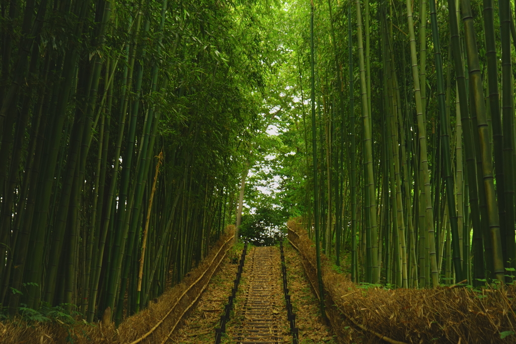 竹林