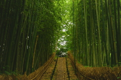 竹林